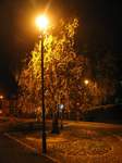 15572 Tree in yellow street light.jpg